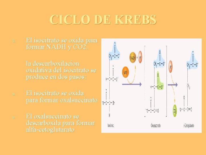 CICLO DE KREBS 3. El isocitrato se oxida para formar NADH y CO 2.