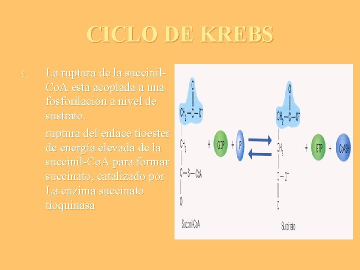 CICLO DE KREBS 5. La ruptura de la succinil. Co. A esta acoplada a