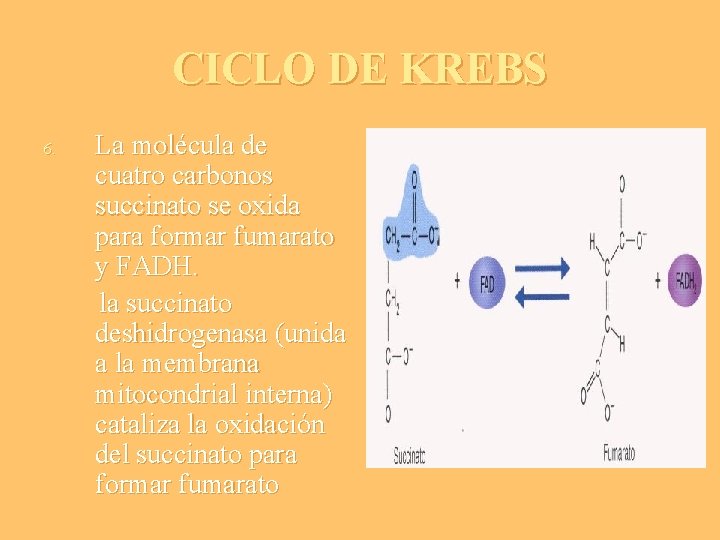 CICLO DE KREBS 6. La molécula de cuatro carbonos succinato se oxida para formar