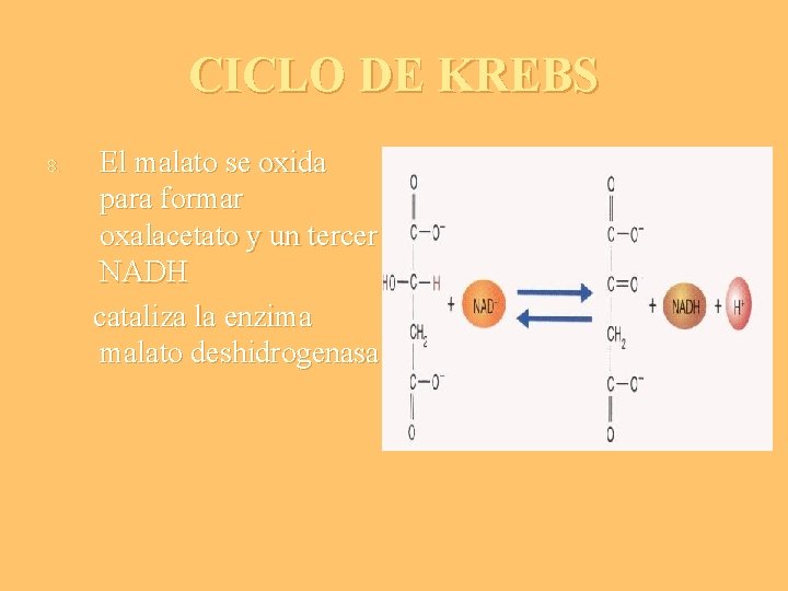 CICLO DE KREBS 8. El malato se oxida para formar oxalacetato y un tercer