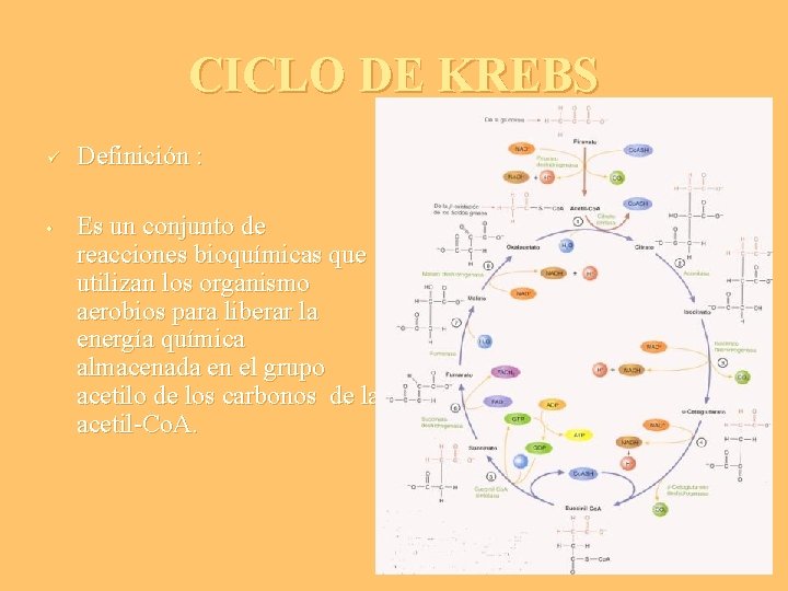 CICLO DE KREBS ü • Definición : Es un conjunto de reacciones bioquímicas que