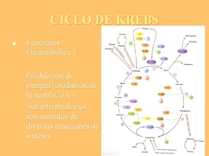 CICLO DE KREBS n 1. 2. Funciones : vía anfibolica ) ( Producción de