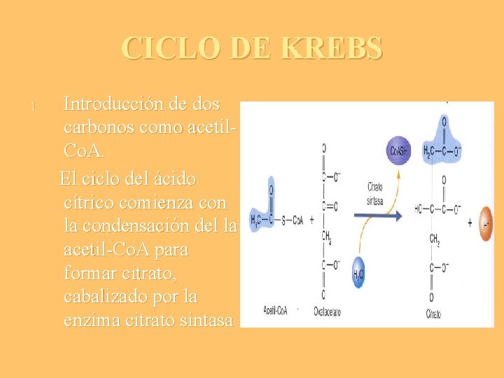 CICLO DE KREBS 1. Introducción de dos carbonos como acetil. Co. A. El ciclo