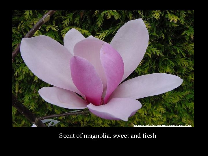 http: //www. mytho-fleurs. com/images/magnolias/page_02. htm Scent of magnolia, sweet and fresh 