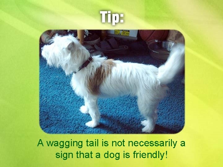 A wagging tail is not necessarily a sign that a dog is friendly! 