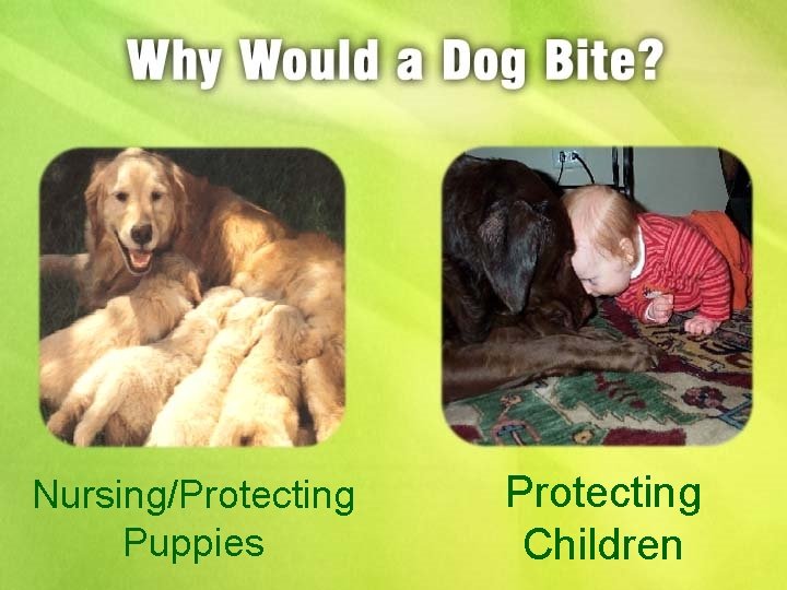 Nursing/Protecting Puppies Protecting Children 