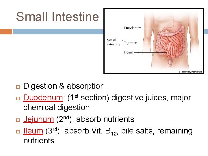 Small Intestine Digestion & absorption Duodenum: (1 st section) digestive juices, major chemical digestion