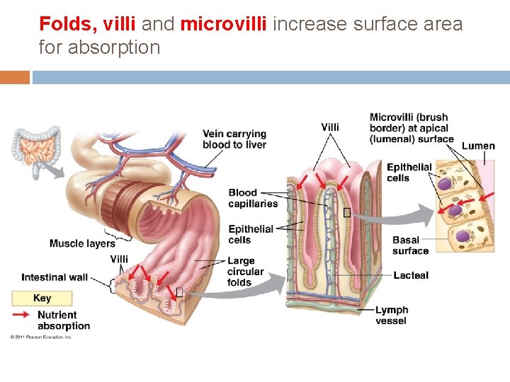 Folds, villi and microvilli increase surface area for absorption 