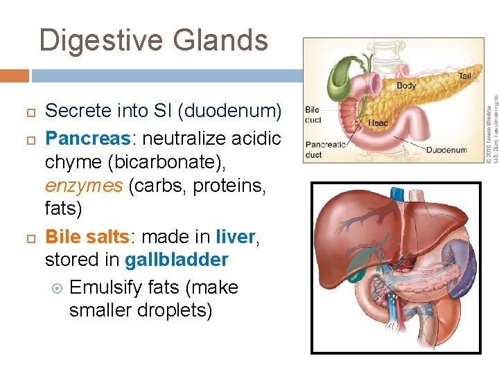 Digestive Glands Secrete into SI (duodenum) Pancreas: neutralize acidic chyme (bicarbonate), enzymes (carbs, proteins,