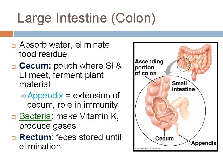 Large Intestine (Colon) Absorb water, eliminate food residue Cecum: pouch where SI & LI