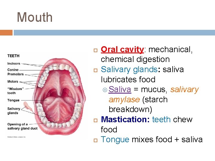 Mouth Oral cavity: mechanical, chemical digestion Salivary glands: saliva lubricates food Saliva = mucus,