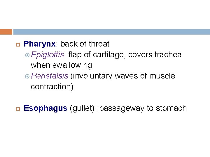  Pharynx: back of throat Epiglottis: flap of cartilage, covers trachea when swallowing Peristalsis