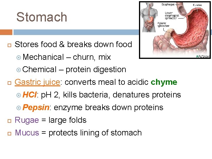 Stomach Stores food & breaks down food Mechanical Chemical – churn, mix – protein