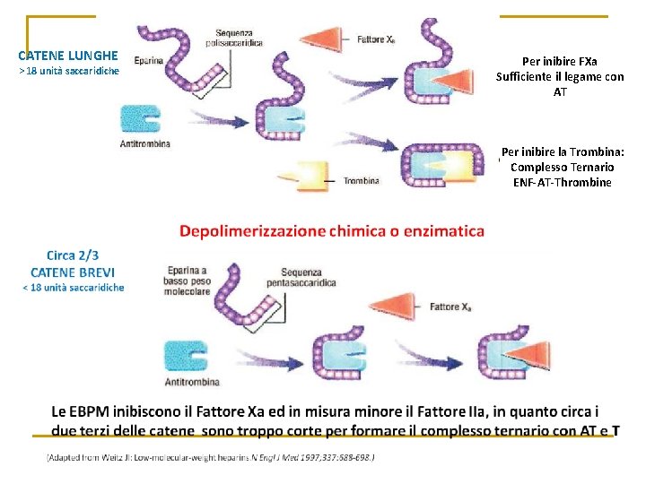 CATENE LUNGHE > 18 unità saccaridiche Per inibire FXa Sufficiente il legame con AT CATENE LUNGHE > 18 unità saccaridiche Per inibire FXa Sufficiente il legame con AT
