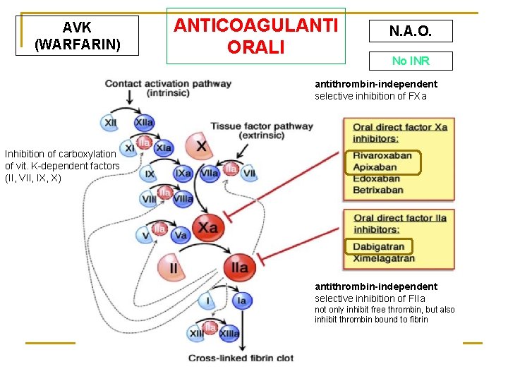 AVK (WARFARIN) ANTICOAGULANTI ORALI N. A. O. No INR antithrombin-independent selective inhibition of FXa AVK (WARFARIN) ANTICOAGULANTI ORALI N. A. O. No INR antithrombin-independent selective inhibition of FXa