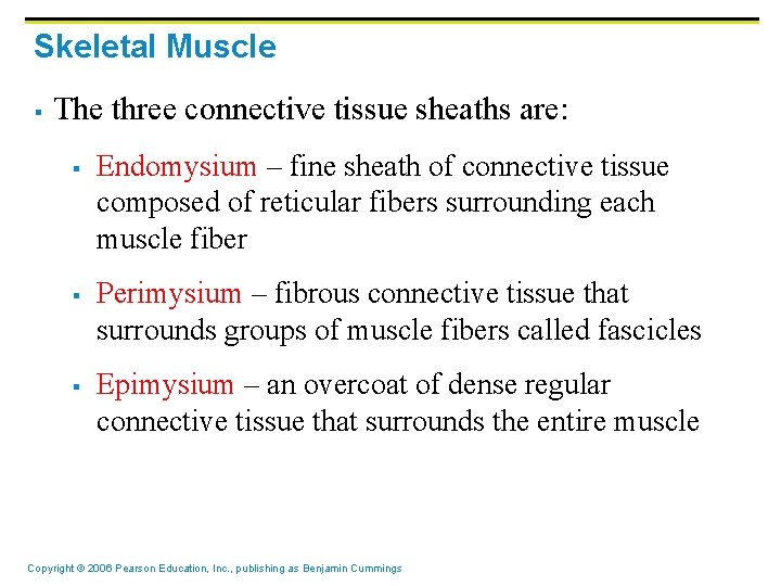 Skeletal Muscle § The three connective tissue sheaths are: § § § Endomysium –