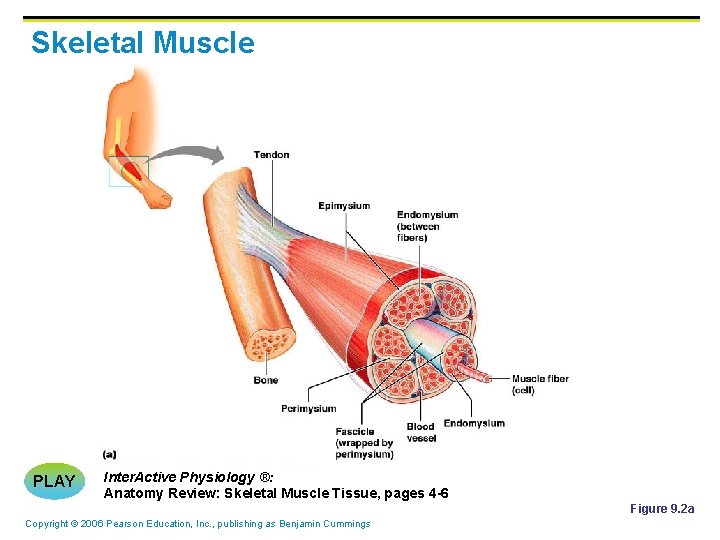 Skeletal Muscle PLAY Inter. Active Physiology ®: Anatomy Review: Skeletal Muscle Tissue, pages 4