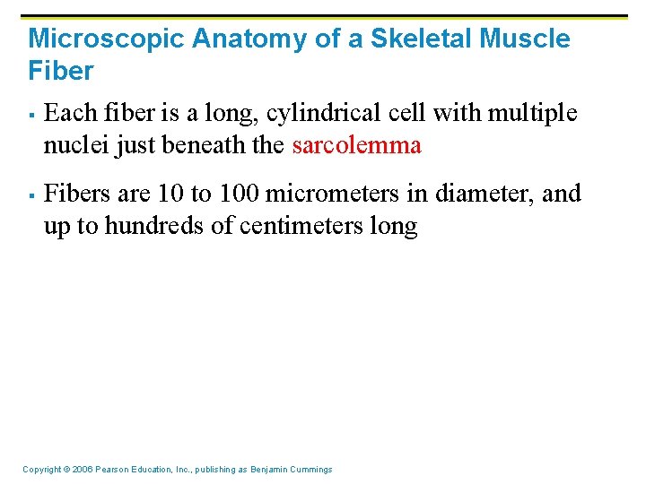 Microscopic Anatomy of a Skeletal Muscle Fiber § § Each fiber is a long,