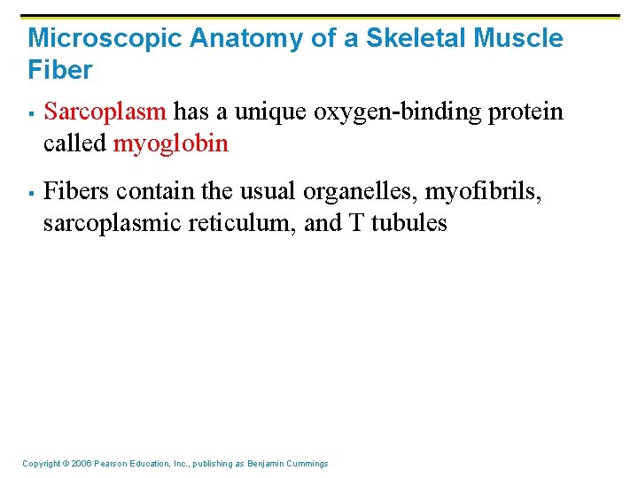 Microscopic Anatomy of a Skeletal Muscle Fiber § § Sarcoplasm has a unique oxygen-binding