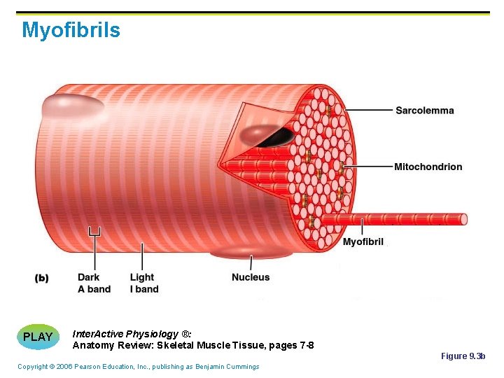 Myofibrils PLAY Inter. Active Physiology ®: Anatomy Review: Skeletal Muscle Tissue, pages 7 -8