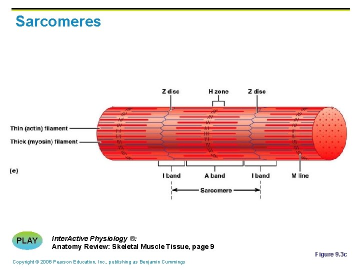 Sarcomeres PLAY Inter. Active Physiology ®: Anatomy Review: Skeletal Muscle Tissue, page 9 Figure