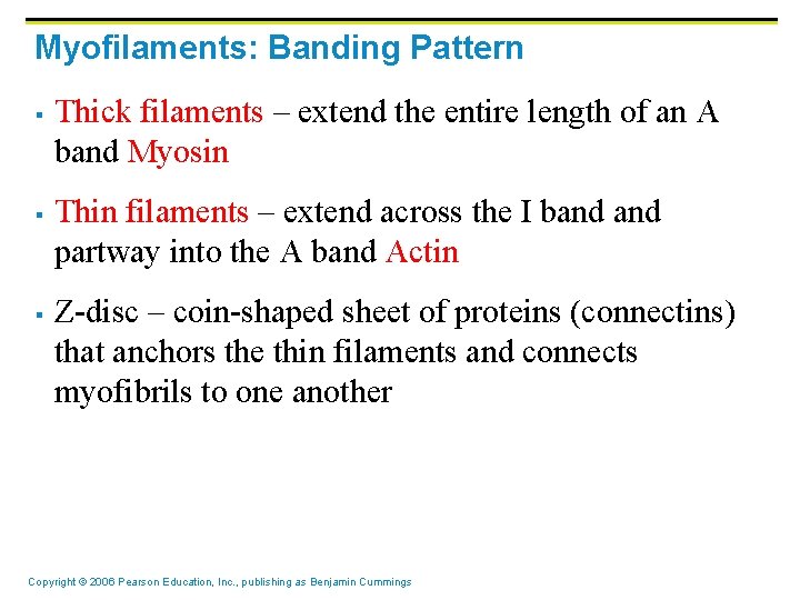 Myofilaments: Banding Pattern § § § Thick filaments – extend the entire length of