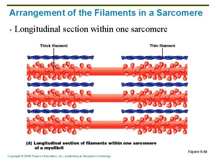 Arrangement of the Filaments in a Sarcomere § Longitudinal section within one sarcomere Figure