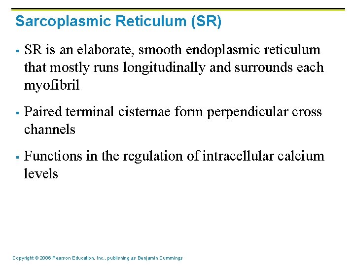 Sarcoplasmic Reticulum (SR) § § § SR is an elaborate, smooth endoplasmic reticulum that