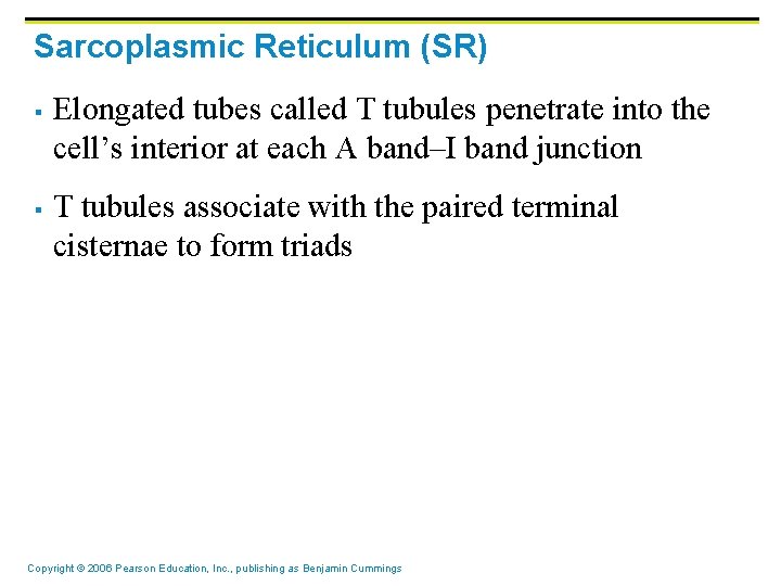 Sarcoplasmic Reticulum (SR) § § Elongated tubes called T tubules penetrate into the cell’s