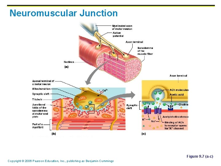Neuromuscular Junction Figure 9. 7 (a-c) Copyright © 2006 Pearson Education, Inc. , publishing