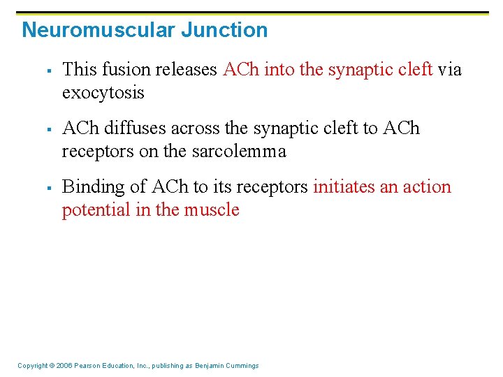 Neuromuscular Junction § § § This fusion releases ACh into the synaptic cleft via