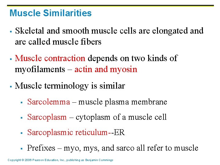 Muscle Similarities § § § Skeletal and smooth muscle cells are elongated and are