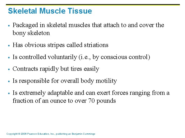 Skeletal Muscle Tissue § Packaged in skeletal muscles that attach to and cover the