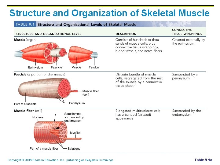 Structure and Organization of Skeletal Muscle Copyright © 2006 Pearson Education, Inc. , publishing