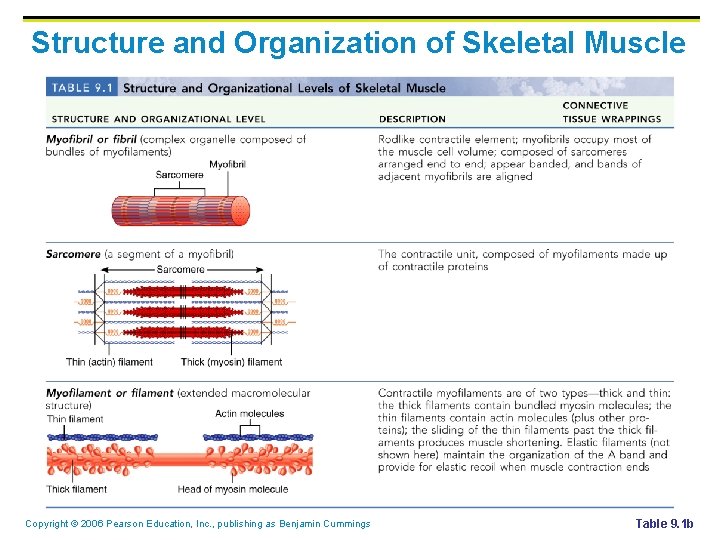 Structure and Organization of Skeletal Muscle Copyright © 2006 Pearson Education, Inc. , publishing