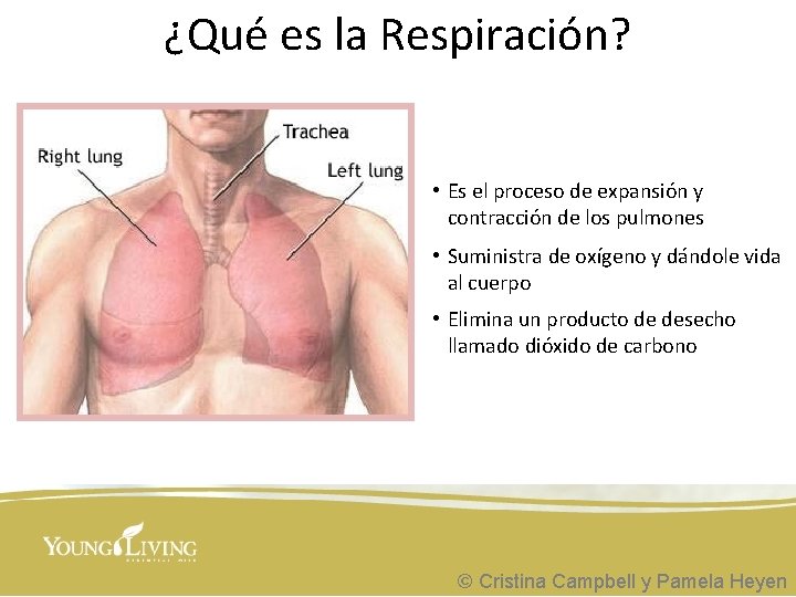 ¿Qué es la Respiración? • Es el proceso de expansión y contracción de los