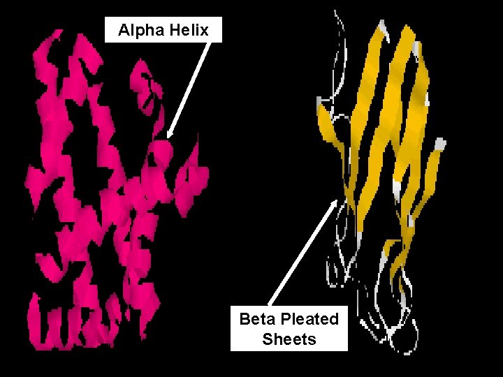 Alpha Helix Beta Pleated Sheets 