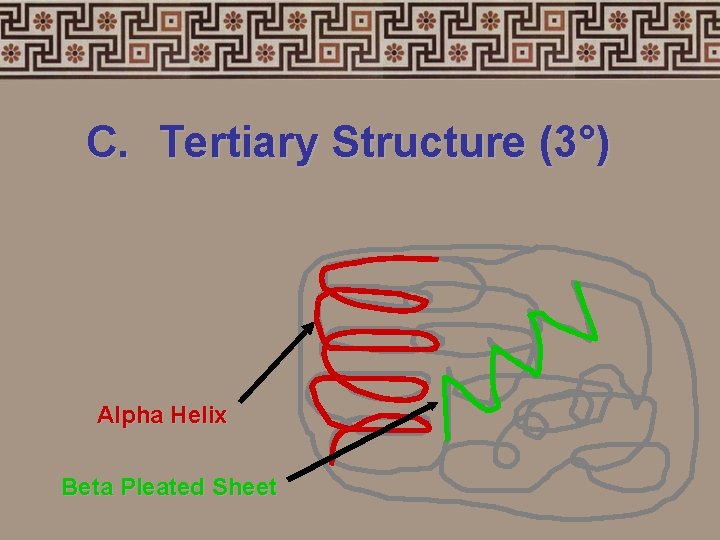 C. Tertiary Structure (3°) Alpha Helix Beta Pleated Sheet 