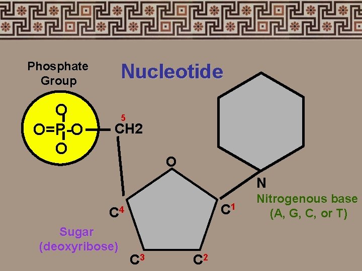 Phosphate Group O O=P-O O Nucleotide 5 CH 2 O N C 1 C