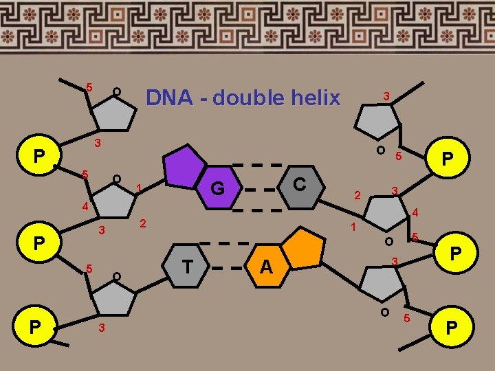 5 O DNA - double helix 3 P 5 O C G 1 4