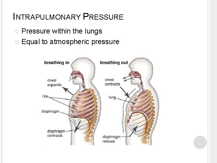 INTRAPULMONARY PRESSURE Pressure within the lungs Equal to atmospheric pressure INTRAPULMONARY PRESSURE Pressure within the lungs Equal to atmospheric pressure