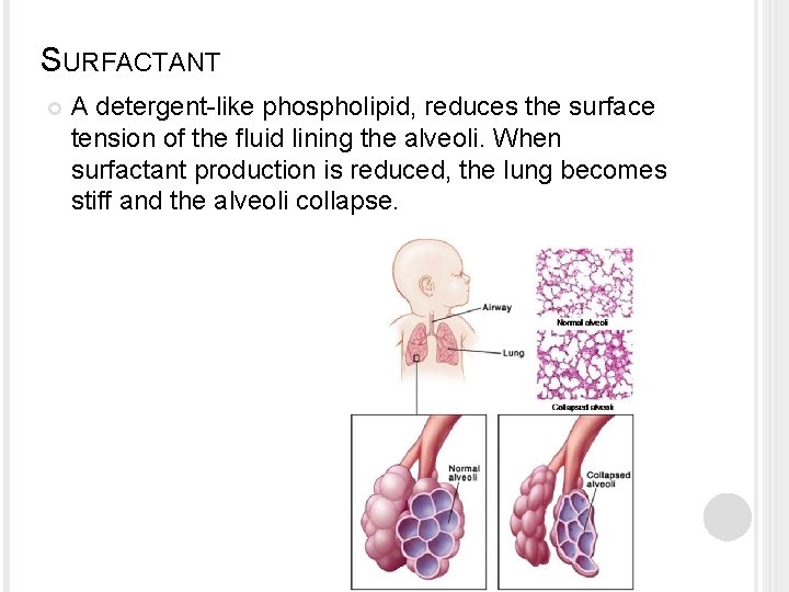 SURFACTANT A detergent-like phospholipid, reduces the surface tension of the fluid lining the alveoli. SURFACTANT A detergent-like phospholipid, reduces the surface tension of the fluid lining the alveoli.