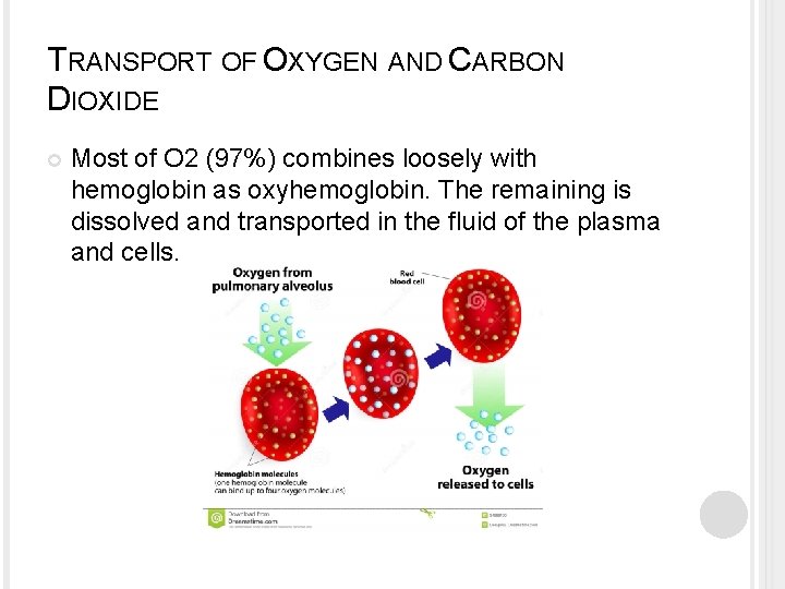 TRANSPORT OF OXYGEN AND CARBON DIOXIDE Most of O 2 (97%) combines loosely with TRANSPORT OF OXYGEN AND CARBON DIOXIDE Most of O 2 (97%) combines loosely with