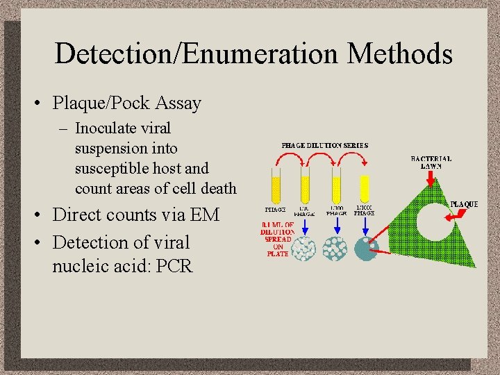 Detection/Enumeration Methods • Plaque/Pock Assay – Inoculate viral suspension into susceptible host and count