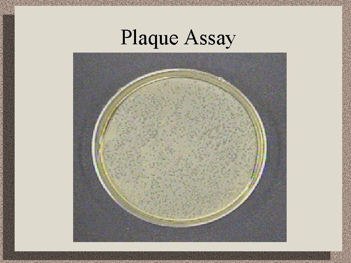 Plaque Assay 