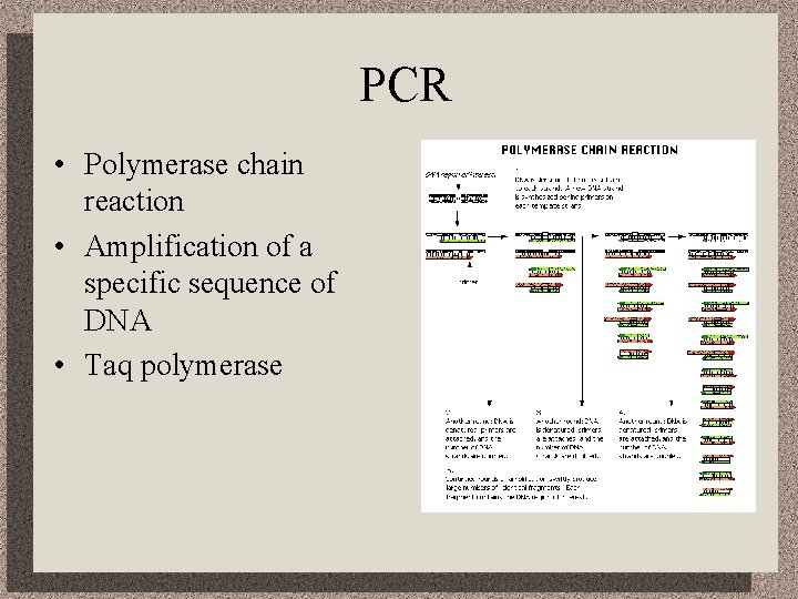 PCR • Polymerase chain reaction • Amplification of a specific sequence of DNA •
