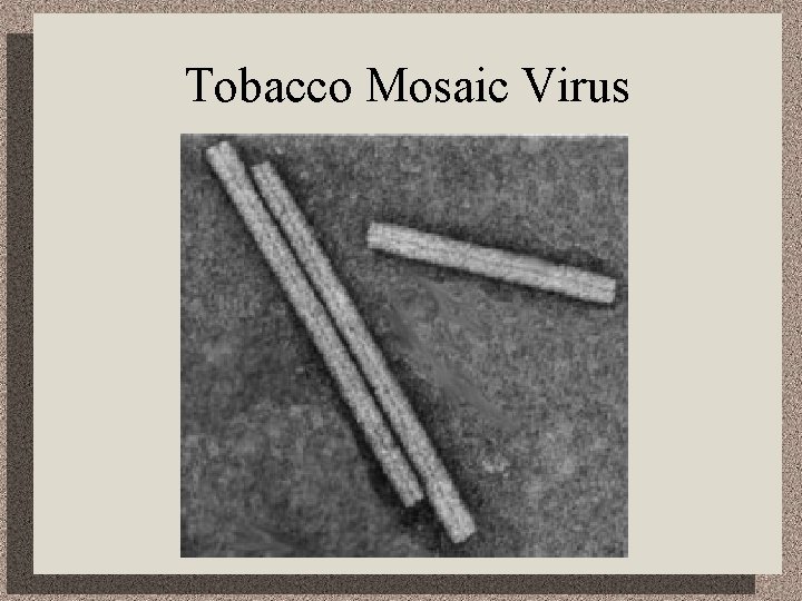 Tobacco Mosaic Virus 
