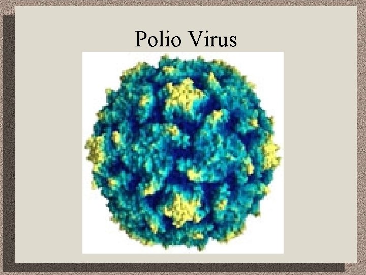 Polio Virus 