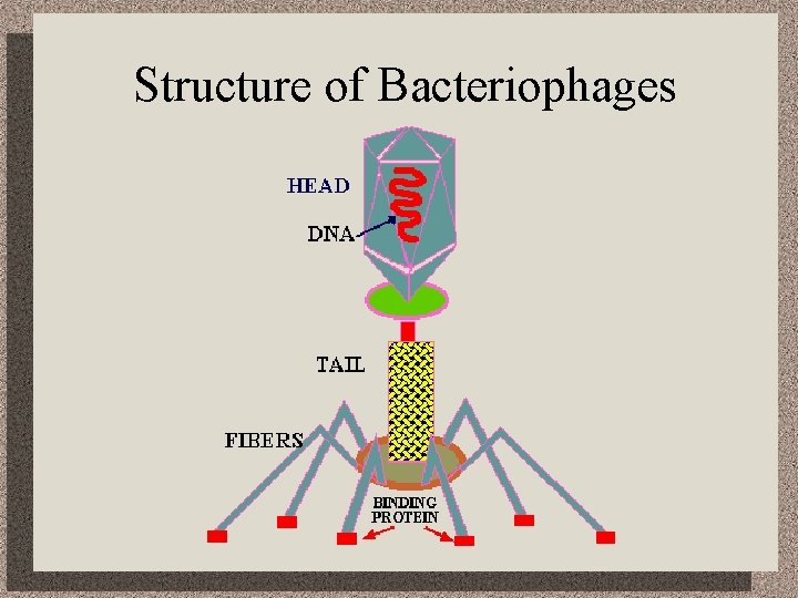Structure of Bacteriophages 