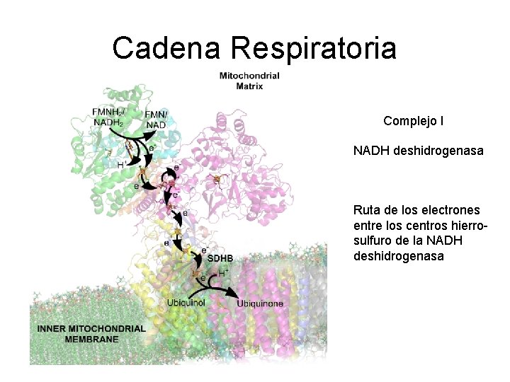 Cadena Respiratoria Complejo I NADH deshidrogenasa Ruta de los electrones entre los centros hierrosulfuro